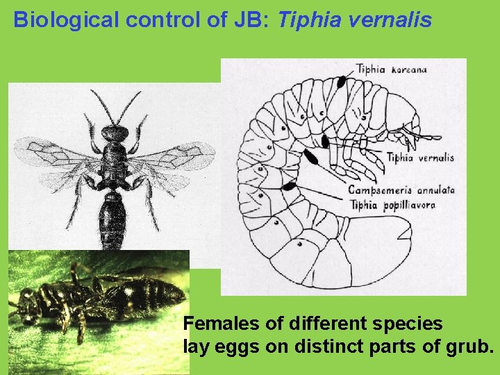 Biological control of JB: Tiphia vernalis Females of different species lay eggs on distinct