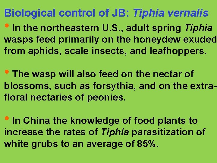 Biological control of JB: Tiphia vernalis • In the northeastern U. S. , adult