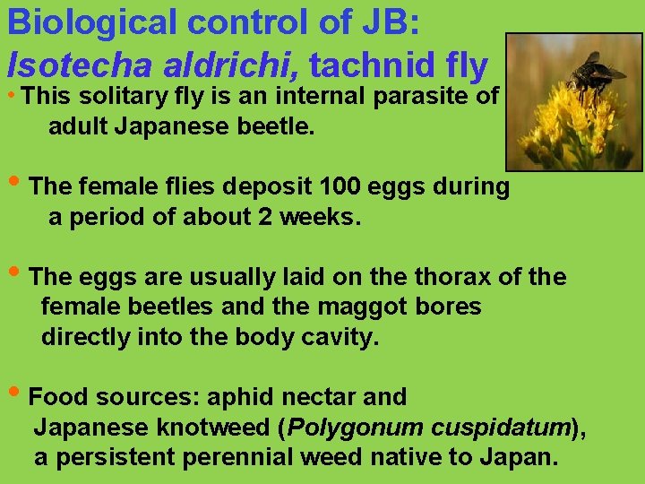 Biological control of JB: Isotecha aldrichi, tachnid fly • This solitary fly is an