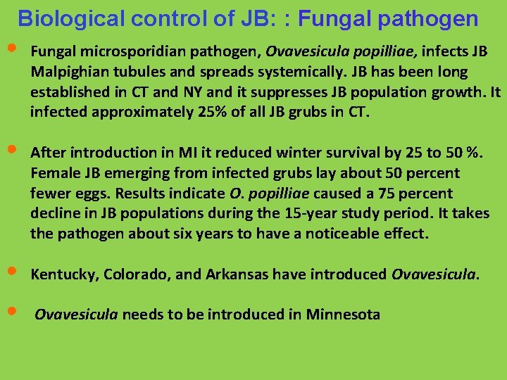 Biological control of JB: : Fungal pathogen • • Fungal microsporidian pathogen, Ovavesicula popilliae,