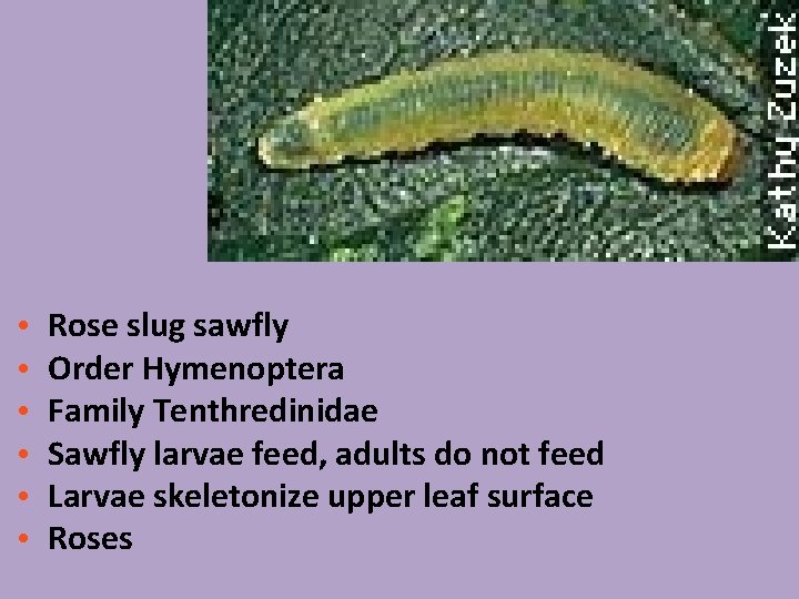  • • • Rose slug sawfly Order Hymenoptera Family Tenthredinidae Sawfly larvae feed,
