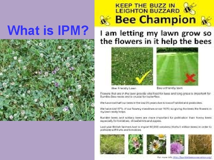 What is IPM? 