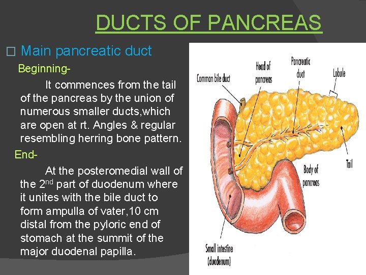 DUCTS OF PANCREAS � Main pancreatic duct Beginning. It commences from the tail of