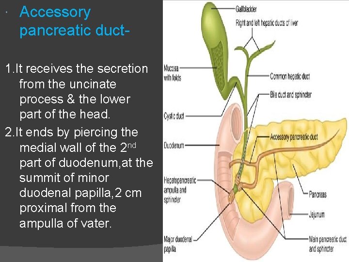  Accessory pancreatic duct- 1. It receives the secretion from the uncinate process &