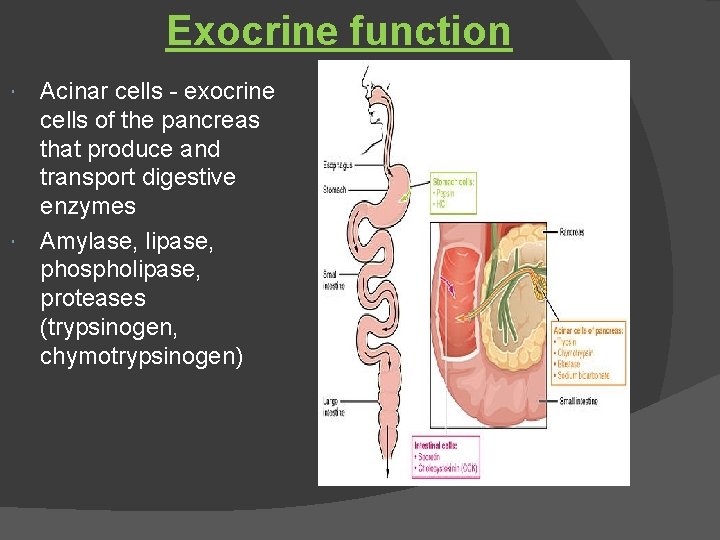 Exocrine function Acinar cells - exocrine cells of the pancreas that produce and transport