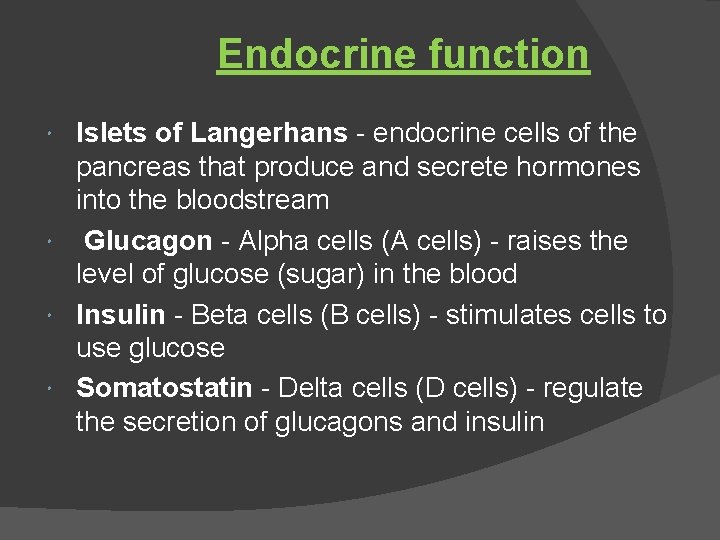 Endocrine function Islets of Langerhans - endocrine cells of the pancreas that produce and