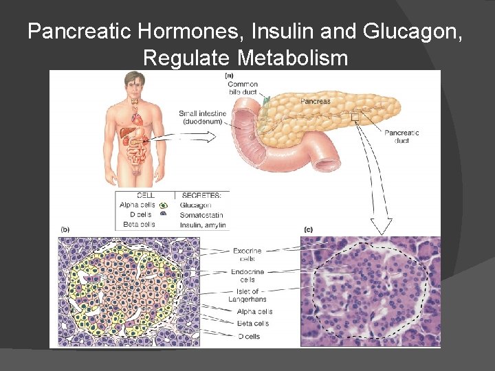 Pancreatic Hormones, Insulin and Glucagon, Regulate Metabolism 