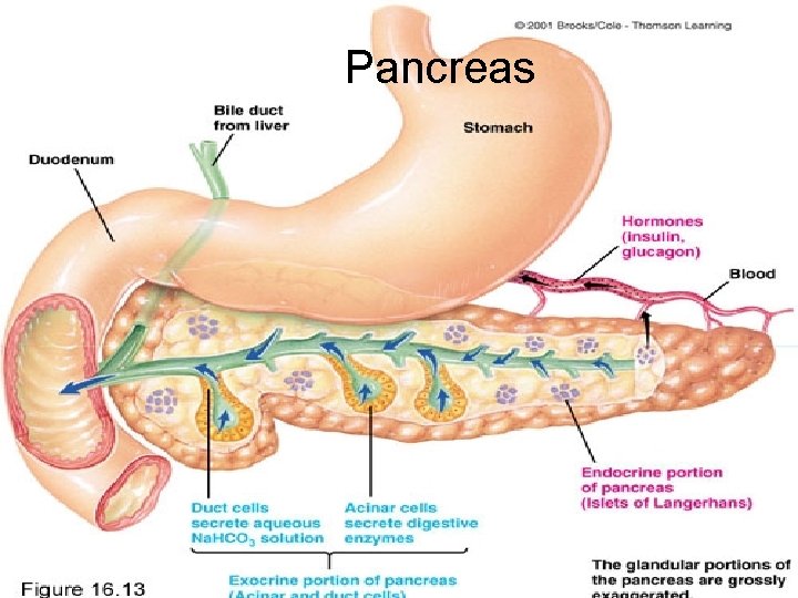 Pancreas 