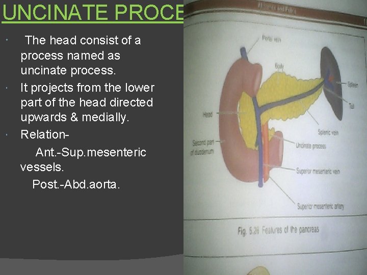 UNCINATE PROCESS The head consist of a process named as uncinate process. It projects