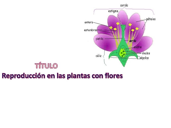  TÍTULO Reproducción en las plantas con flores 