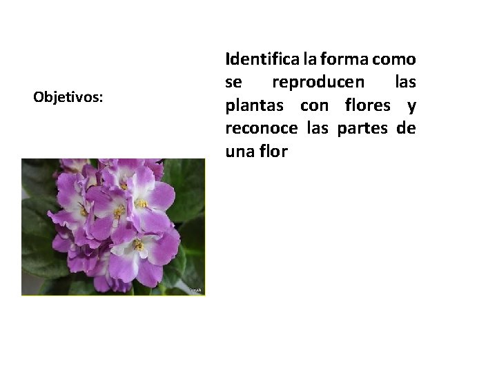Objetivos: Identifica la forma como se reproducen las plantas con flores y reconoce las