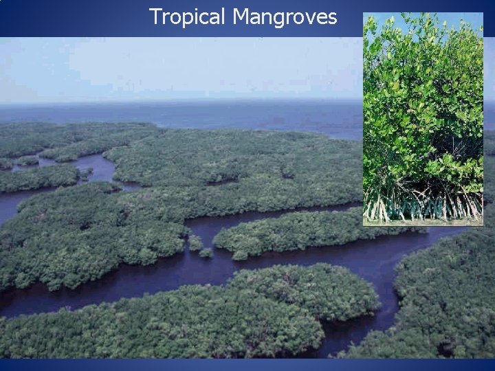 Tropical Mangroves 