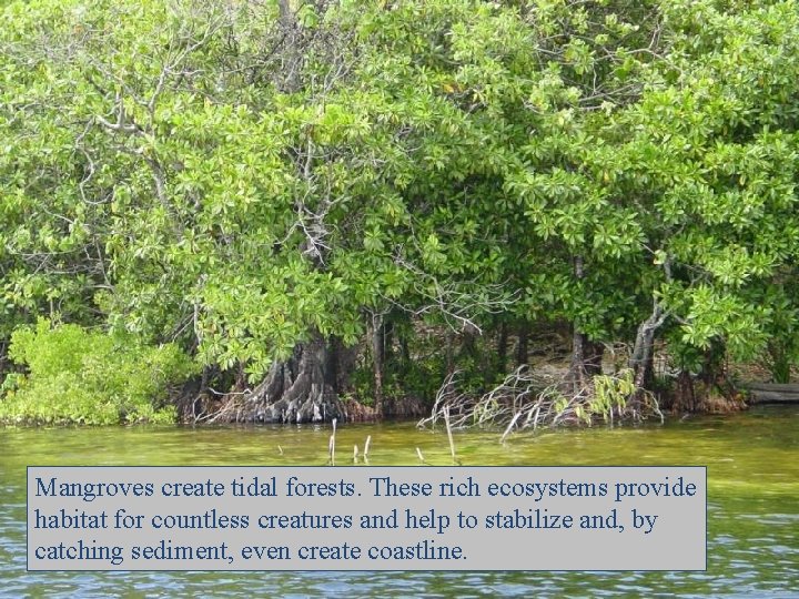 Mangroves create tidal forests. These rich ecosystems provide habitat for countless creatures and help