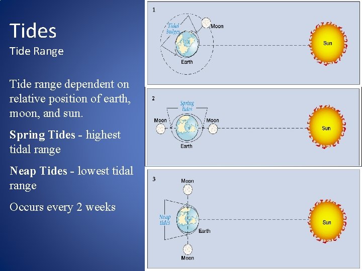 Tides Tide Range Tide range dependent on relative position of earth, moon, and sun.
