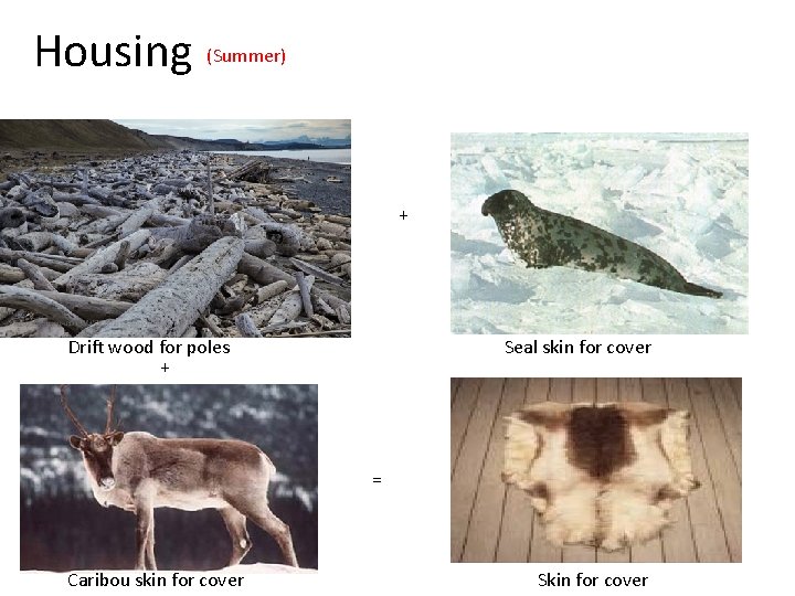Housing (Summer) + Drift wood for poles + Seal skin for cover = Caribou
