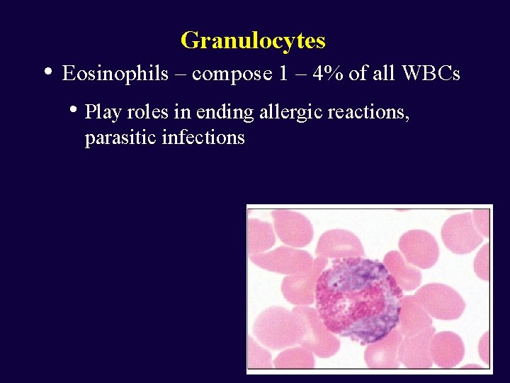 Granulocytes • Eosinophils – compose 1 – 4% of all WBCs • Play roles