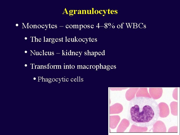 Agranulocytes • Monocytes – compose 4– 8% of WBCs • The largest leukocytes •