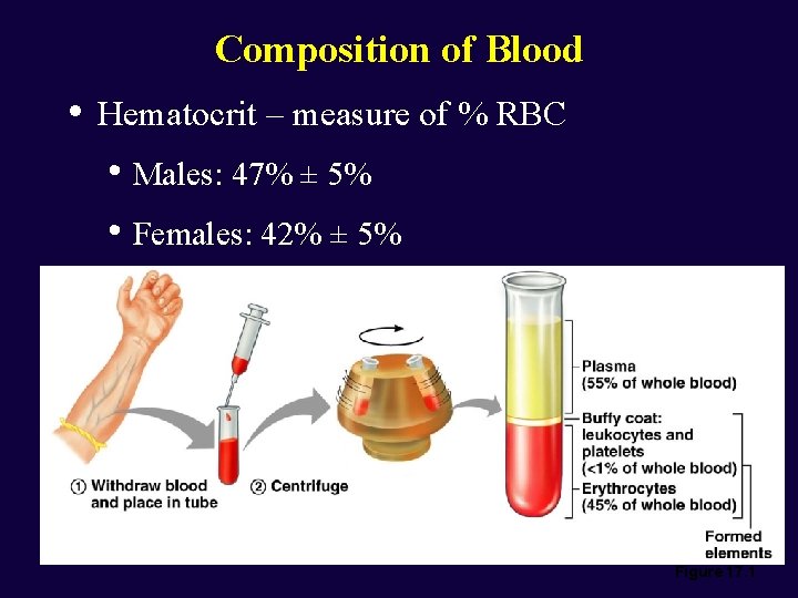 Composition of Blood • Hematocrit – measure of % RBC • Males: 47% ±