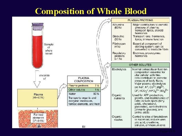 Composition of Whole Blood Figure 19. 1 b 