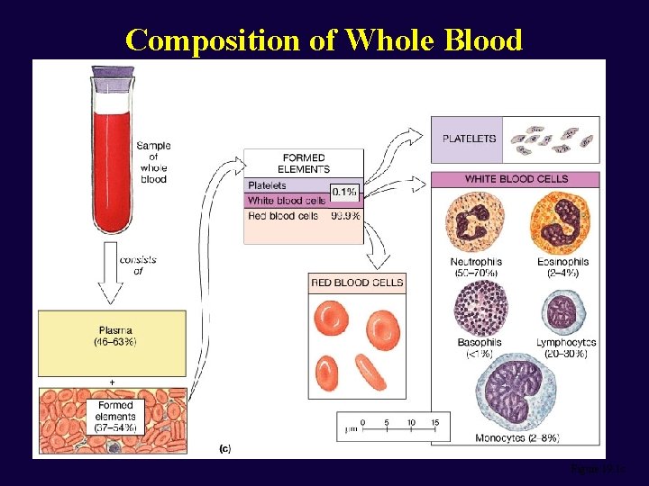 Composition of Whole Blood Figure 19. 1 c 