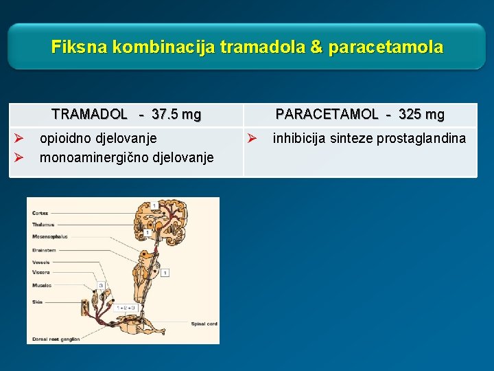 Fiksna kombinacija tramadola & paracetamola TRAMADOL - 37. 5 mg Ø Ø opioidno djelovanje