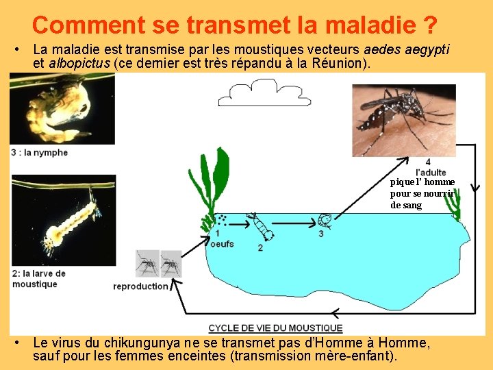 Comment se transmet la maladie ? • La maladie est transmise par les moustiques