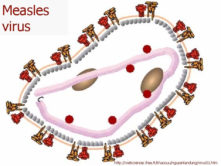 Measles virus http: //vietsciences. free. fr/khaocuu/nguyenlandung/virus 01. htm 