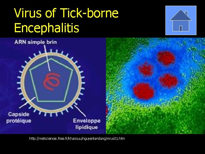 Virus of Tick-borne Encephalitis http: //vietsciences. free. fr/khaocuu/nguyenlandung/virus 01. htm 