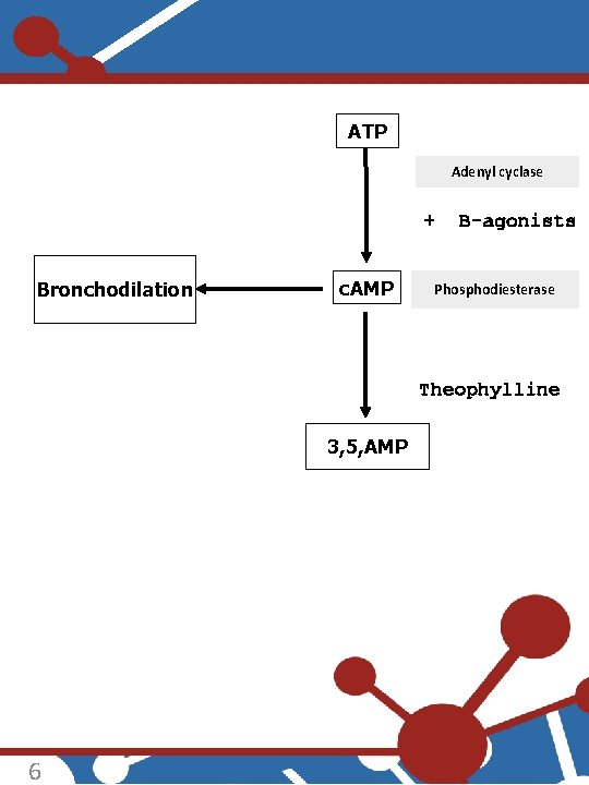 ATP Adenyl cyclase + Bronchodilation c. AMP B-agonists Phosphodiesterase Theophylline 3, 5, AMP 6