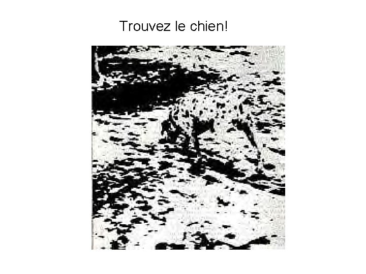 Trouvez le chien! 