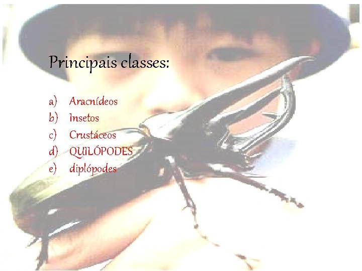 Principais classes: a) b) c) d) e) Aracnídeos Insetos Crustáceos QUILÓPODES diplópodes 