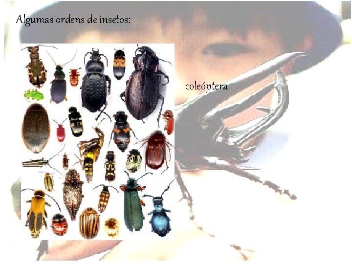 Algumas ordens de insetos: coleóptera 