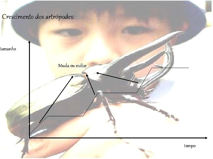 Crescimento dos artrópodes: tamanho Muda ou ecdise tempo 