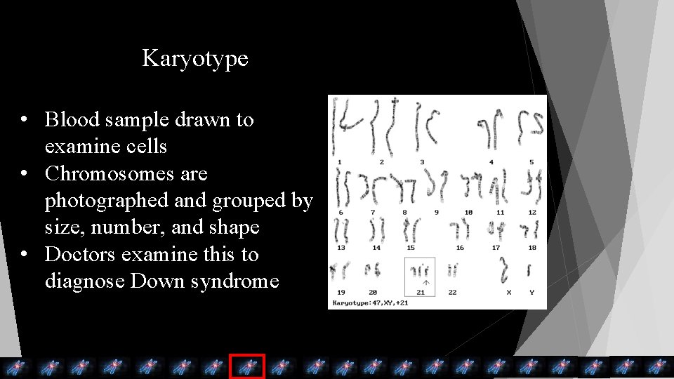 Karyotype • Blood sample drawn to examine cells • Chromosomes are photographed and grouped Karyotype • Blood sample drawn to examine cells • Chromosomes are photographed and grouped