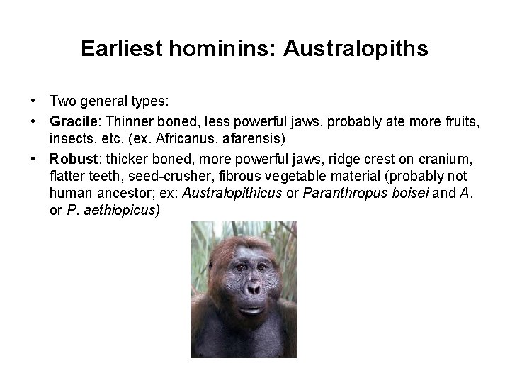 Earliest hominins: Australopiths • Two general types: • Gracile: Thinner boned, less powerful jaws,