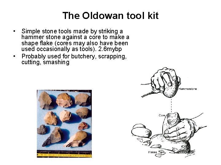 The Oldowan tool kit • Simple stone tools made by striking a hammer stone