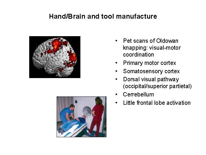 Hand/Brain and tool manufacture • Pet scans of Oldowan knapping: visual-motor coordination • Primary