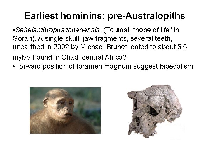 Earliest hominins: pre-Australopiths • Sahelanthropus tchadensis. (Toumai, “hope of life” in Goran). A single