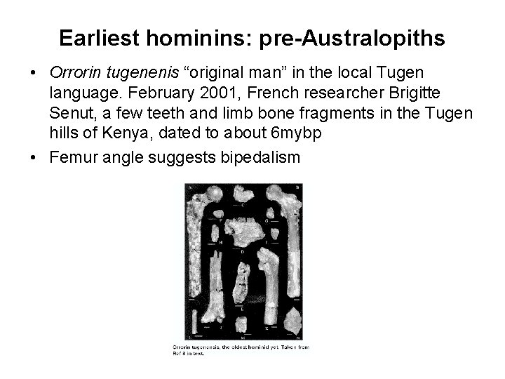 Earliest hominins: pre-Australopiths • Orrorin tugenenis “original man” in the local Tugen language. February