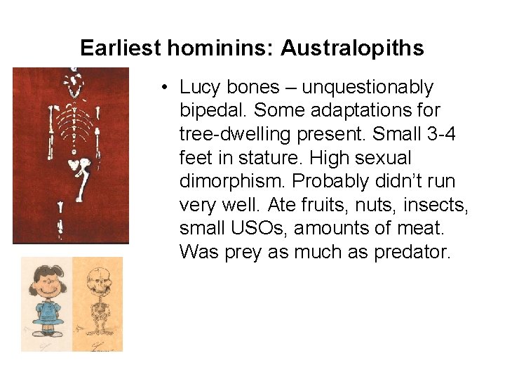 Earliest hominins: Australopiths • Lucy bones – unquestionably bipedal. Some adaptations for tree-dwelling present.
