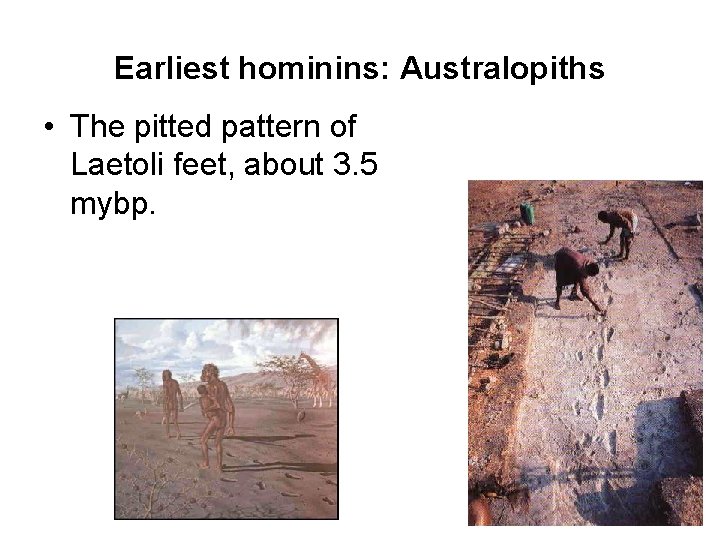 Earliest hominins: Australopiths • The pitted pattern of Laetoli feet, about 3. 5 mybp.