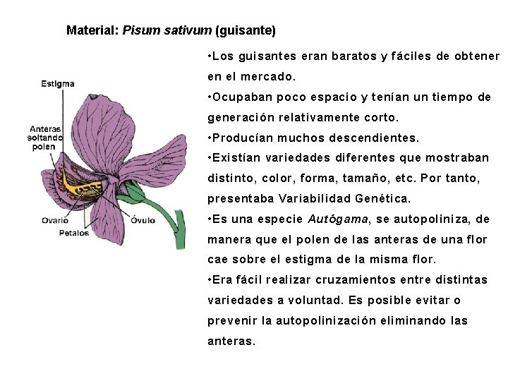 Material: Pisum sativum (guisante) • Los guisantes eran baratos y fáciles de obtener en