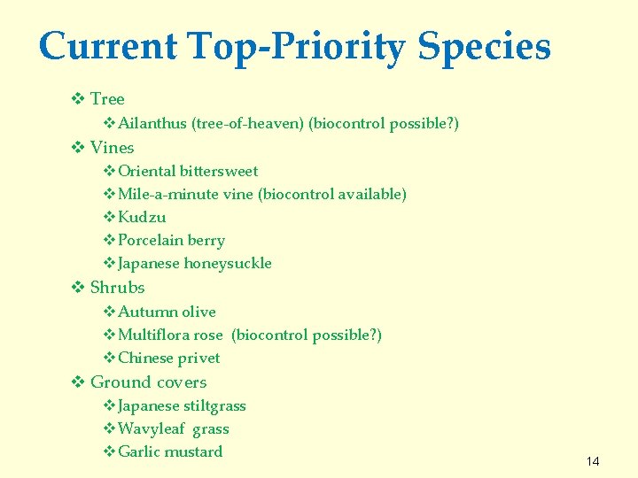 Current Top-Priority Species v Tree v Ailanthus (tree-of-heaven) (biocontrol possible? ) v Vines v
