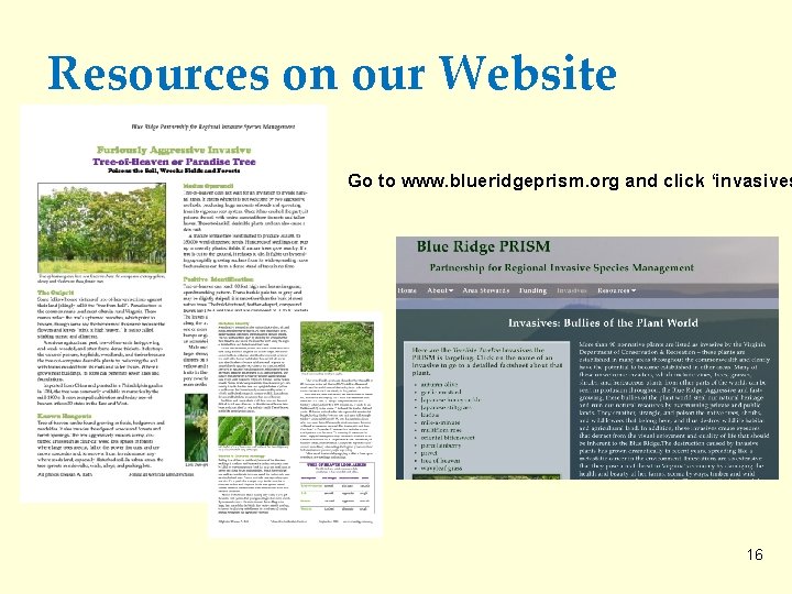 Resources on our Website Go to www. blueridgeprism. org and click ‘invasives 16 