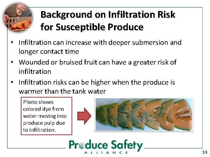 Background on Infiltration Risk for Susceptible Produce • Infiltration can increase with deeper submersion