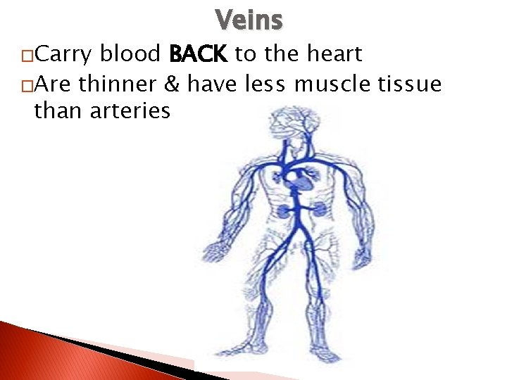 �Carry Veins blood BACK to the heart �Are thinner & have less muscle tissue