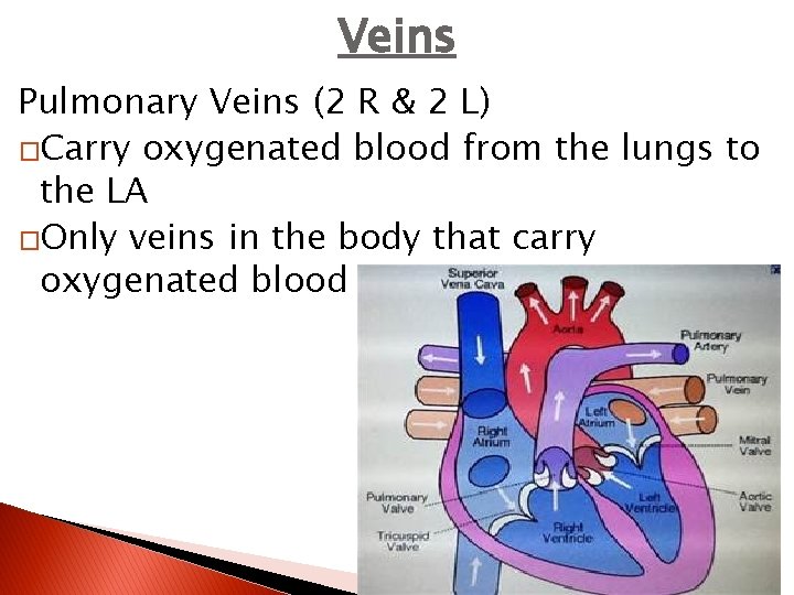 Veins Pulmonary Veins (2 R & 2 L) �Carry oxygenated blood from the lungs