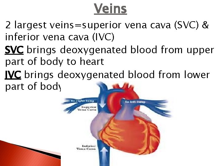 Veins 2 largest veins=superior vena cava (SVC) & inferior vena cava (IVC) SVC brings