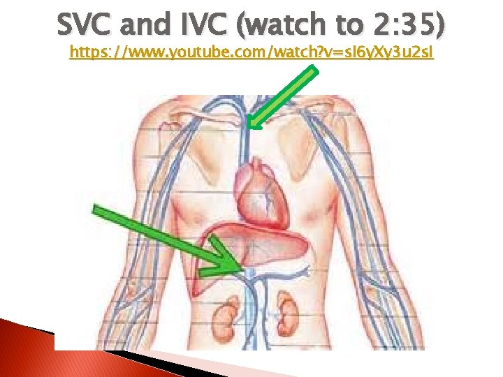 SVC and IVC (watch to 2: 35) https: //www. youtube. com/watch? v=s. I 6