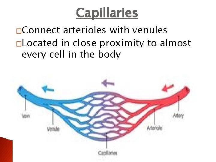 Capillaries �Connect arterioles with venules �Located in close proximity to almost every cell in